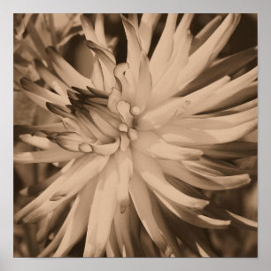 Dahlia Flower Close Up In Vintage Sepia Poster
