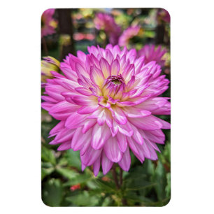 Dahlia Flower Photo Magnet