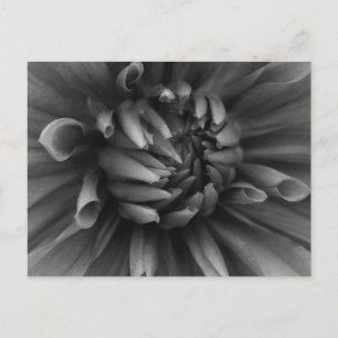 Dahlia Flower Postcard