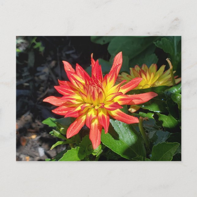 Dahlia flower postcard (Front)
