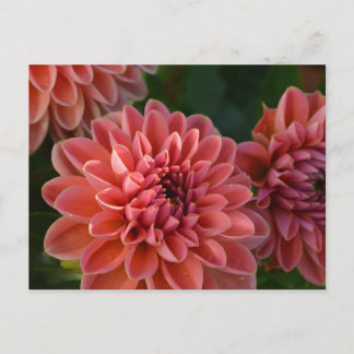 Dahlia Flowers Postcard