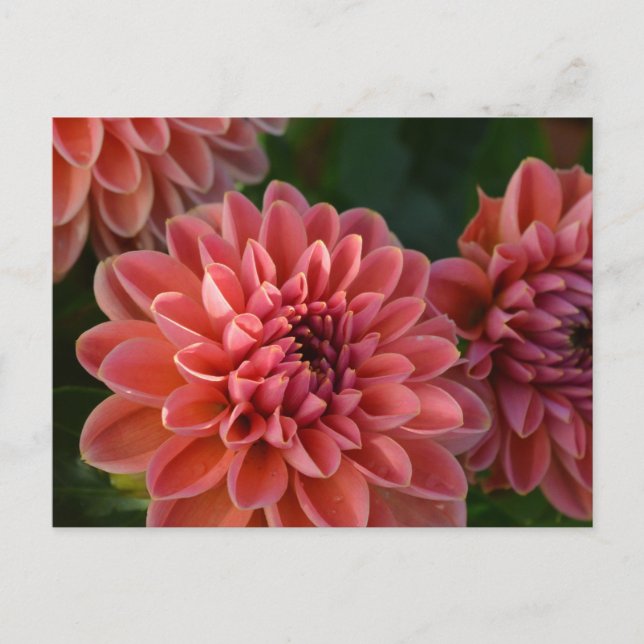 Dahlia Flowers Postcard (Front)