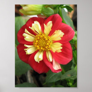 Dahlia Goldalia Scarlet Poster