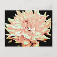Dahlia - Honeymoon - pale blush peach