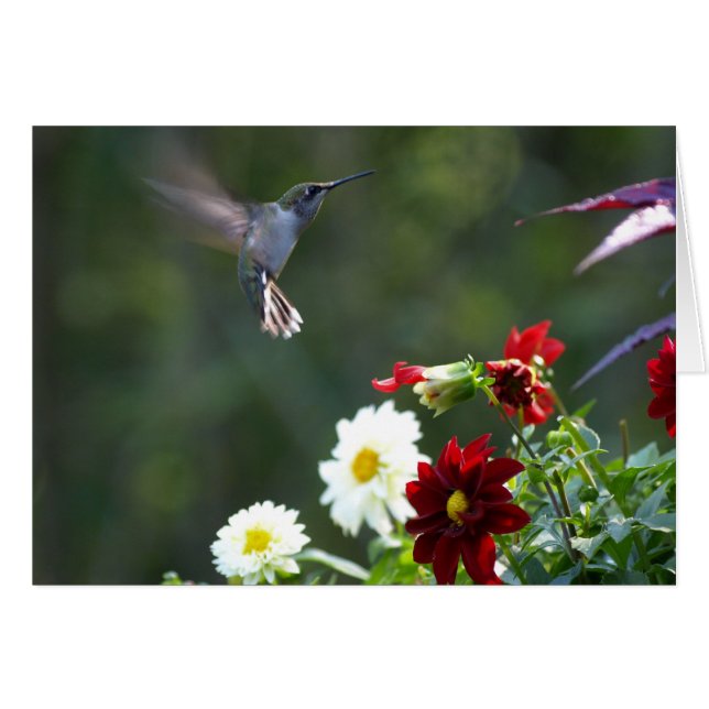 Dahlia Hummer (Front Horizontal)