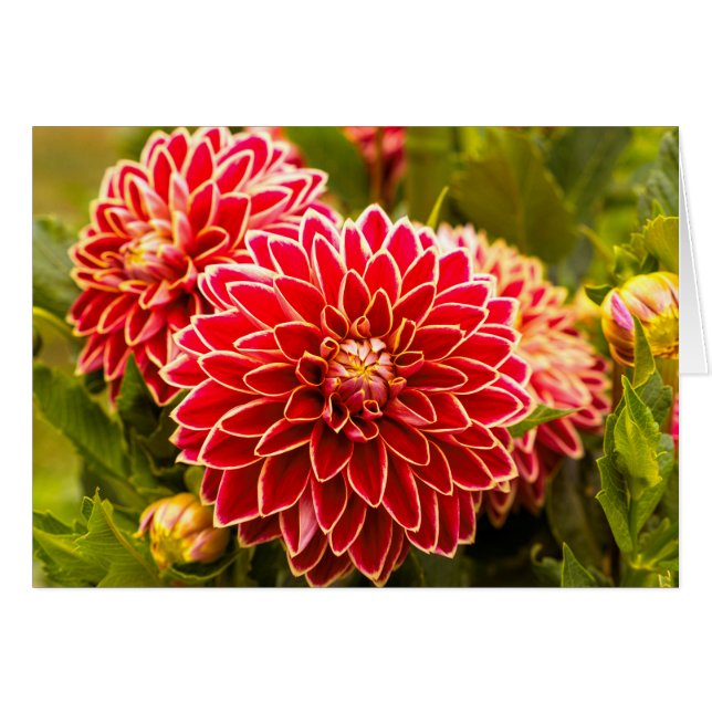 Dahlia In Bloom 11 (Front Horizontal)