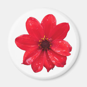 Dahlia in the Rain Magnet