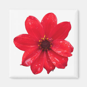 Dahlia in the Rain Magnet