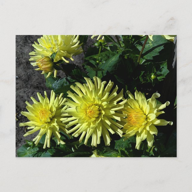 Dahlia Lakeview Glow #1 Postcard (Front)