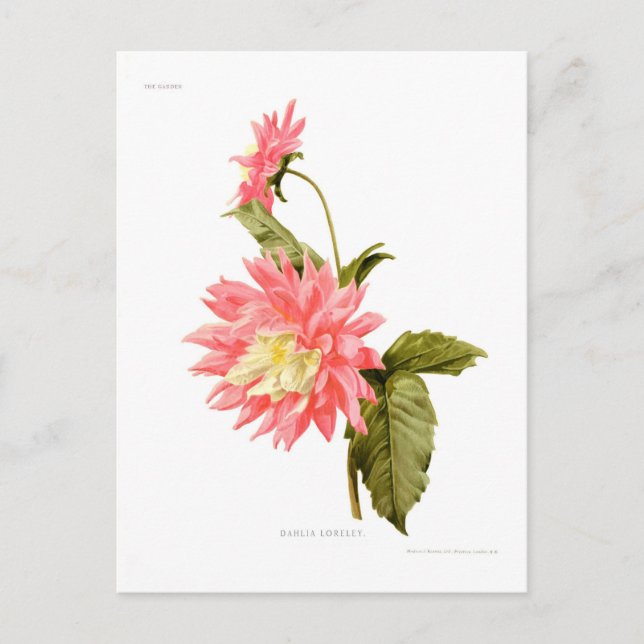 Dahlia 'Loreley' Postcard (Front)