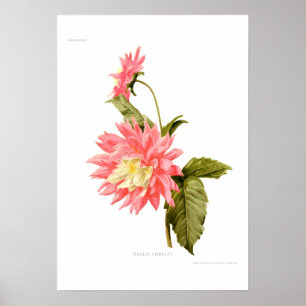Dahlia 'Loreley' Poster