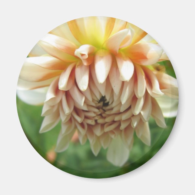 Dahlia Magnet (Front)