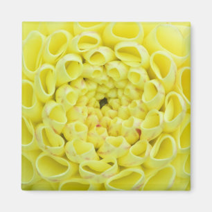 Dahlia Magnet