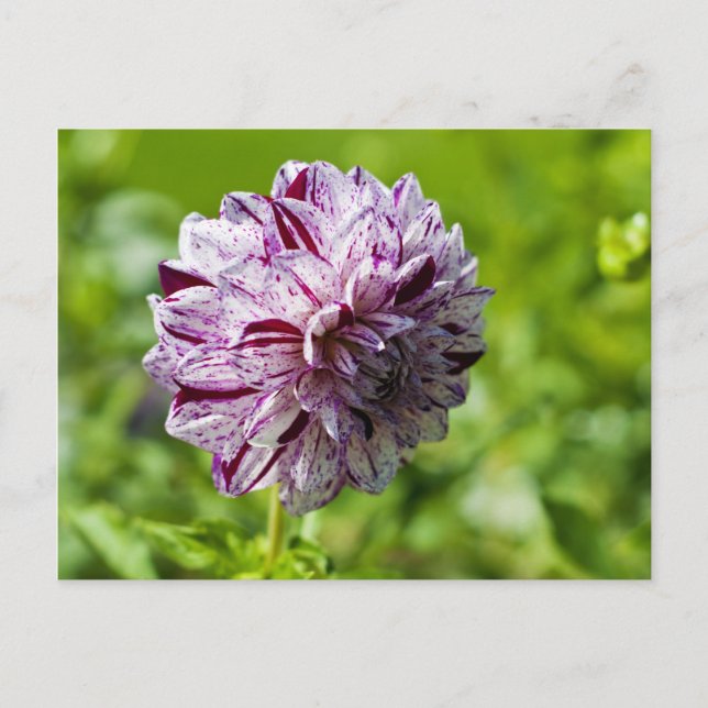 Dahlia Marble Ball Postcard (Front)