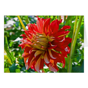 Dahlia, Nick Sr.