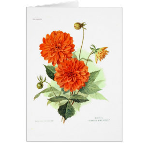 Dahlia 'Orange Fire King'