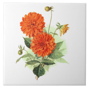 Dahlia 'Orange Fire King' Tile