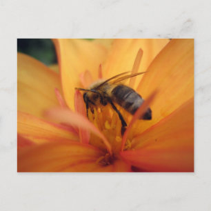 Dahlia (orange) postcard