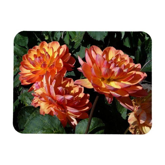 Dahlia Pam Howden #1 Magnet (Horizontal)