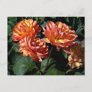 Dahlia Pam Howden #1 Postcard