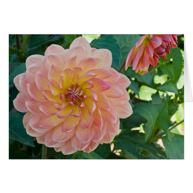 Dahlia, Peaches (Front Horizontal)