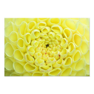 Dahlia Photo Print