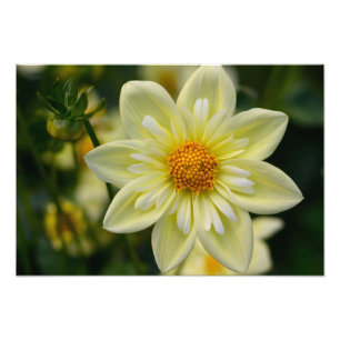 Dahlia Photo Print