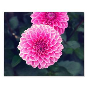 Dahlia 'Pink Sylvia' flower Photo Print