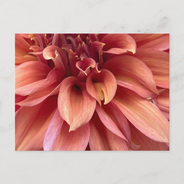 Dahlia post card (Front)