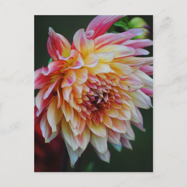 Dahlia Postcard (Front)
