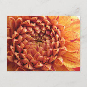 dahlia - postcard