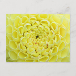 Dahlia Postcard