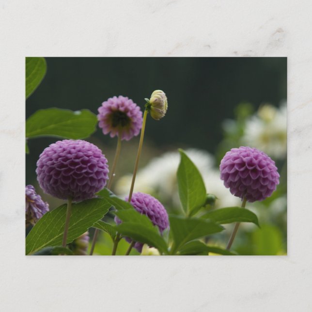 Dahlia Postcard (Front)