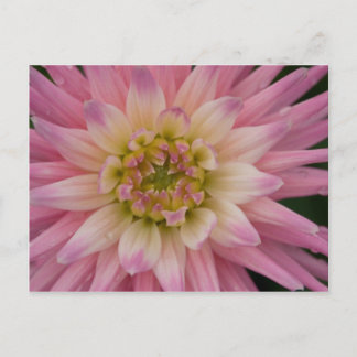 Dahlia Postcard | Postkarte Dahlie