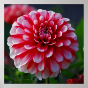 Dahlia Poster