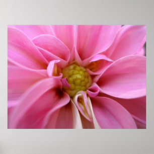 Dahlia Poster