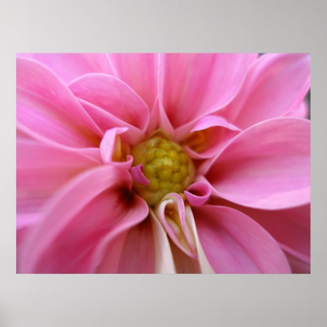 Dahlia Poster (Front)