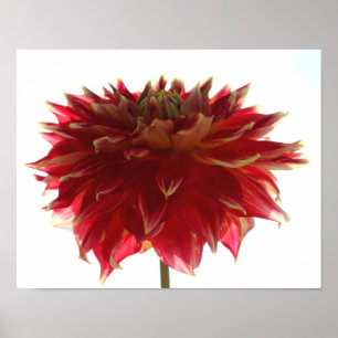 Dahlia Poster