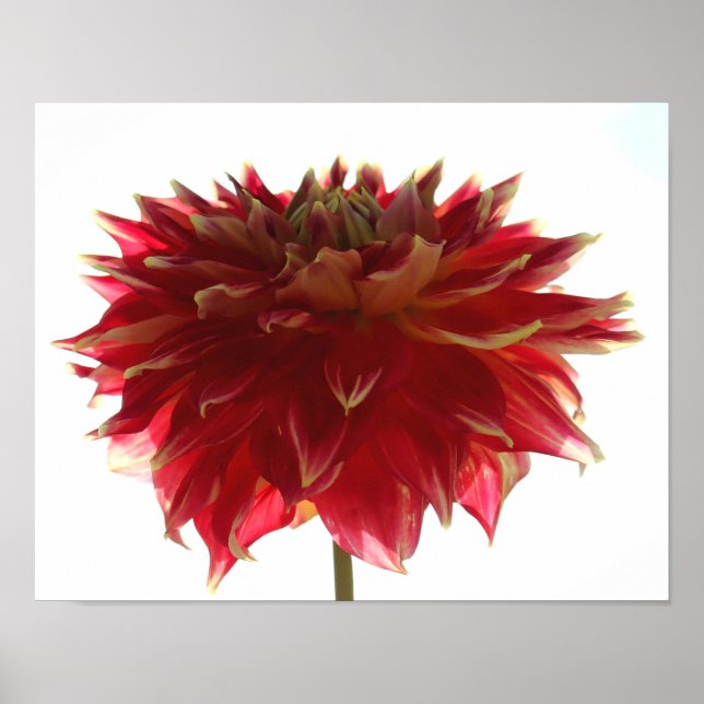 Dahlia Poster (Front)