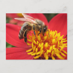 Dahlia (red) postcard