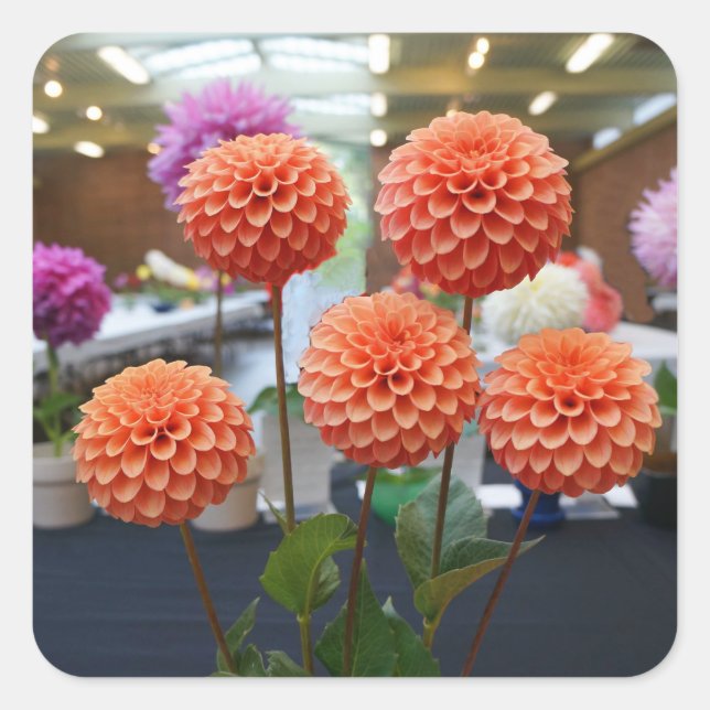 Dahlia Rose Toscano #1-1 Stickers (Front)