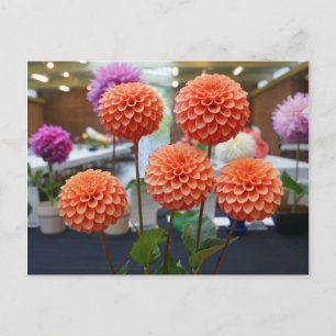 Dahlia Rose Toscano #1 Postcard