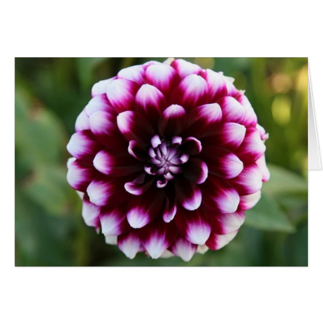 Dahlia, Ryan C (Front Horizontal)