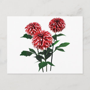 Dahlia Santa Claus Holiday Postcard