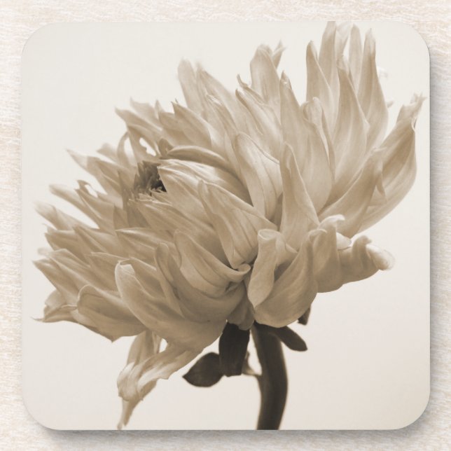 dahlia sepia print coaster (Front)