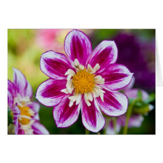 Dahlia, Show Off