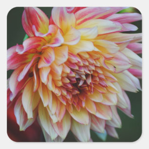 Dahlia Sticker