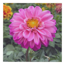 Dahlia Summer 2025
