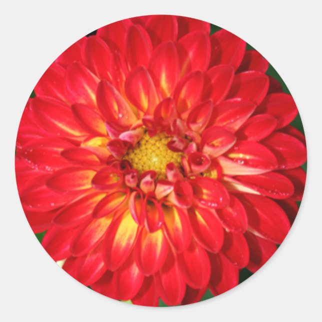 Dahlia Wedding And Event Envelope Seal Sticker (Front)