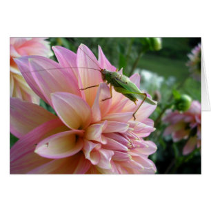 Dahlia with Cricket